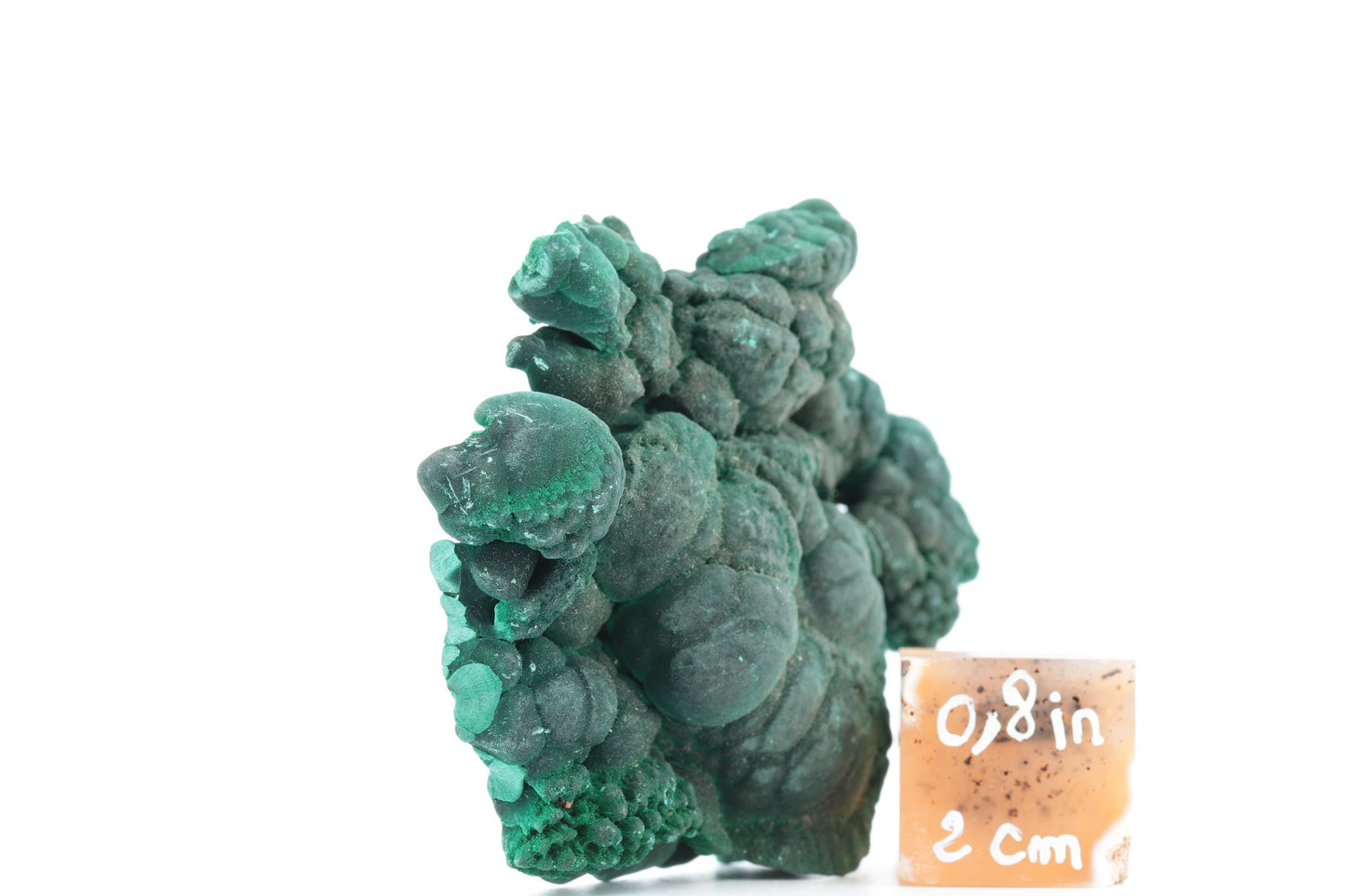 Malachite botryoïdale brute - 97g - Congo - Spécimen unique pour collectionneurs