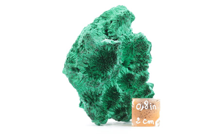 Imposante Malachite Fibreuse – République Démocratique du Congo