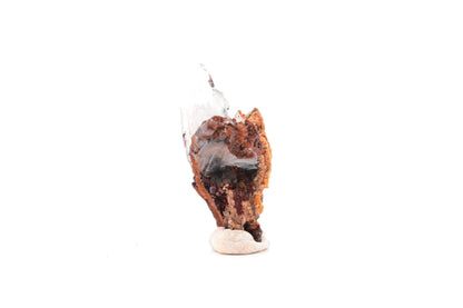 Baryte bleue sur goethite – Sidi Lhcen, Nador, Maroc – 14,7 g