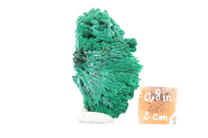 Malachite Fibreuse du Congo – Spécimen Cristallisé de 59g