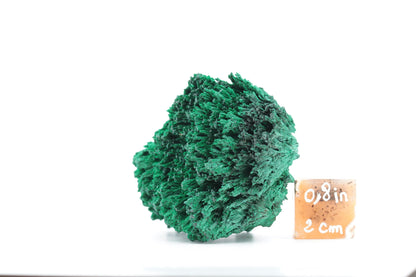 Malachite Fibreuse du Congo – Spécimen Naturel Exceptionnel de 140g