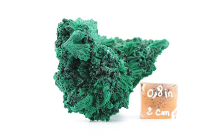 Malachite Fibreuse du Congo – Spécimen Naturel d'Exception de 140g