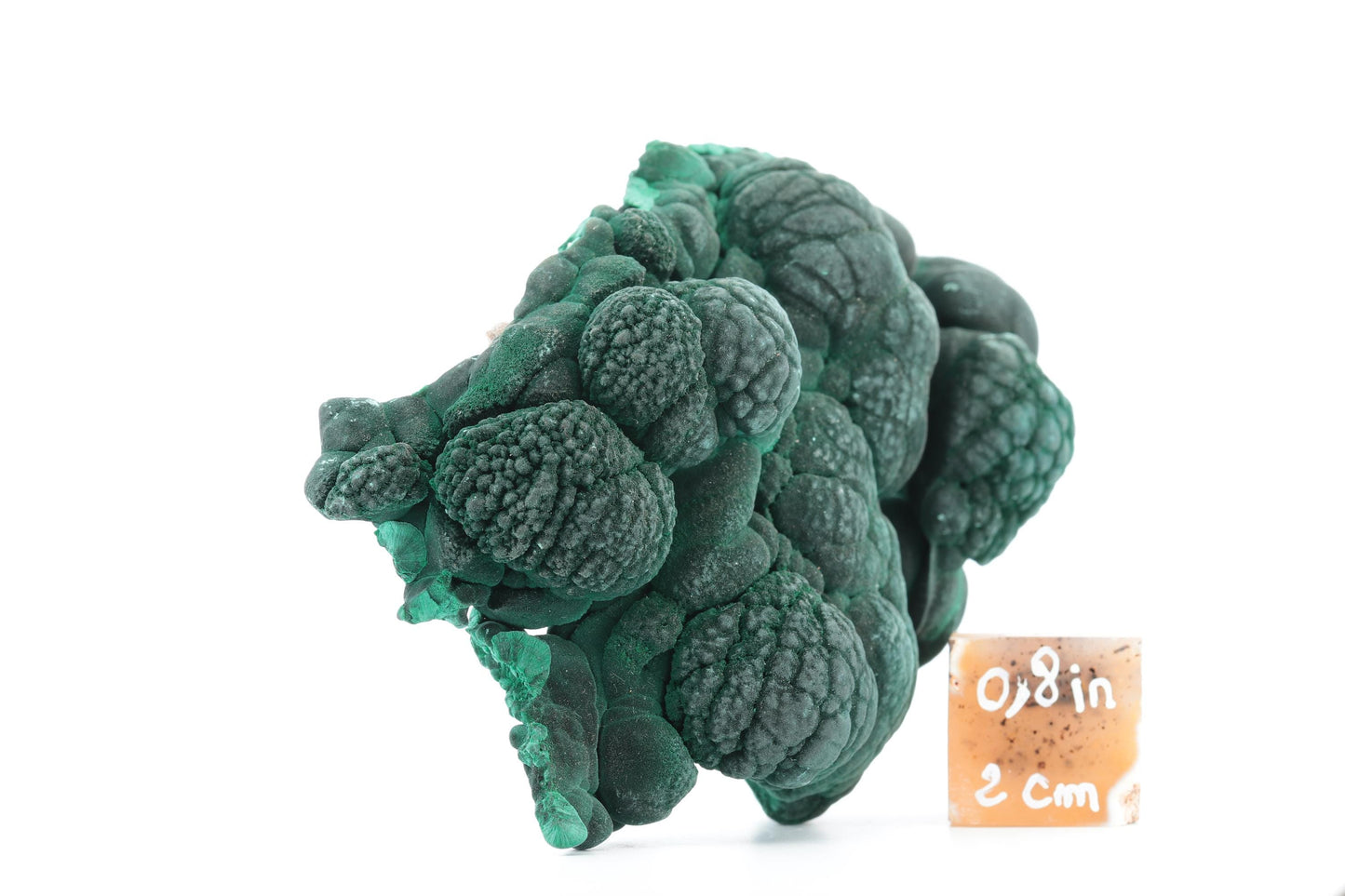 Malachite Fibreuse du Congo – Spécimen Botryoïdal Naturel de 219g